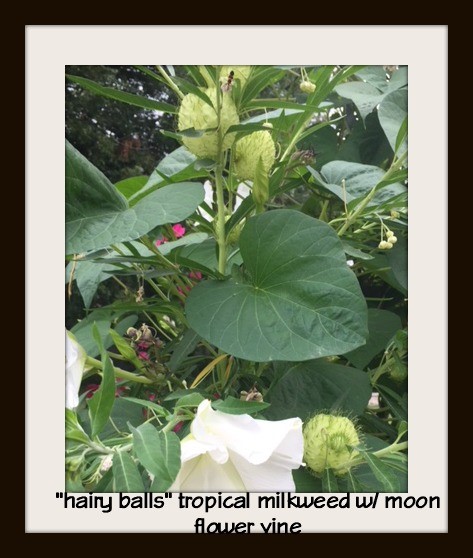 Hairy Balls, Tropical Milkweed, Moon Flower Vine