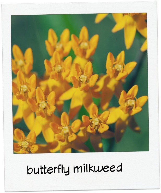 Yellow butterfly milkweed in backyard butterfly garden