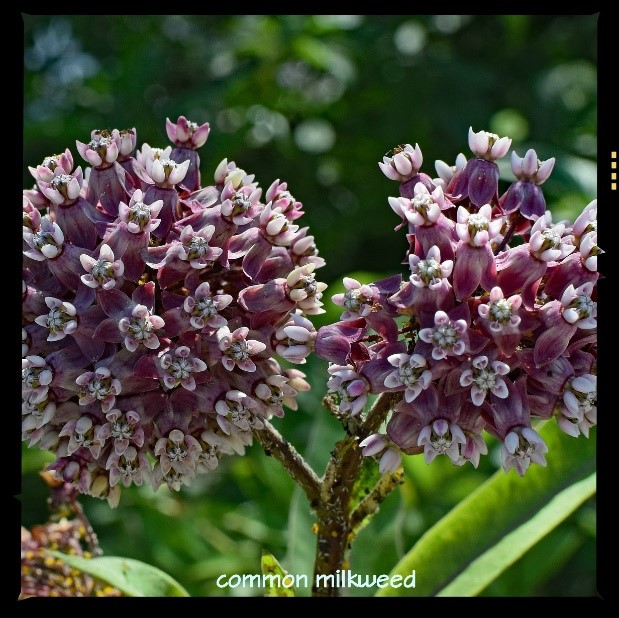 Common purple Milkweed, butterfly plant in backyard butterfly garden
