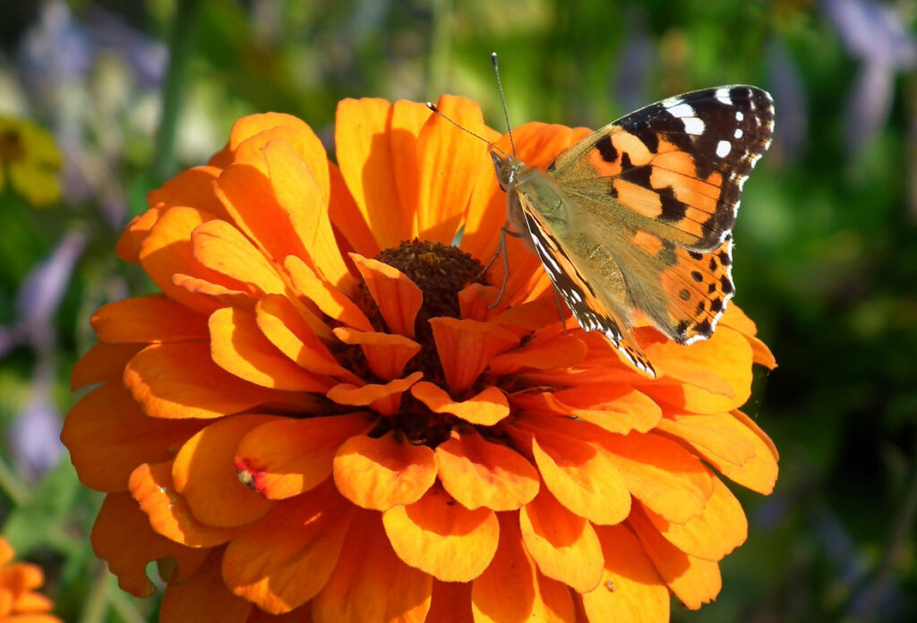 orange zinnia with a orange butterfly on top getting nectar
