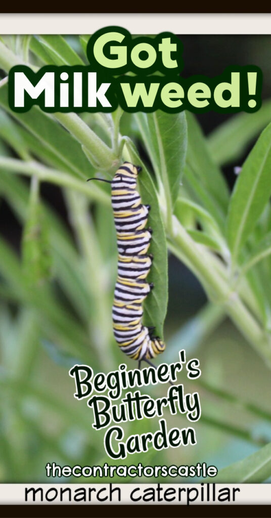 milkweed and monarch caterpillar