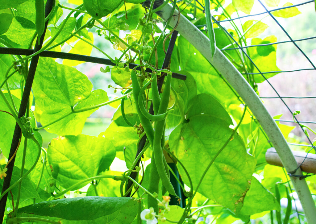 garden fresh green beans grown on a vertical arched diy trellis
